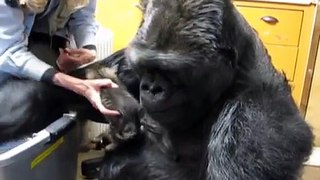 Il gorilla prende in braccio un gattino e lo coccola teneramente