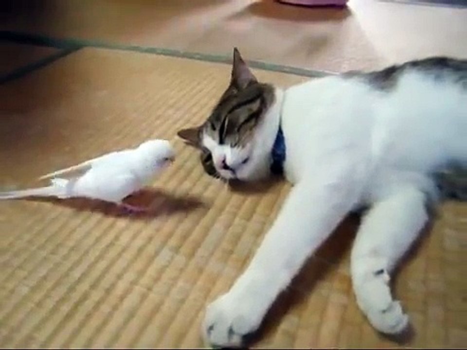 Il pappagallo si avvicina al gatto, la reazione è davvero inaspettata