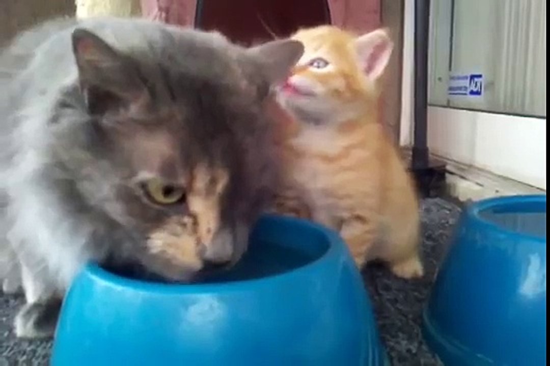Mamma gatta insegna al figlio a bere l'acqua dalla ciotola
