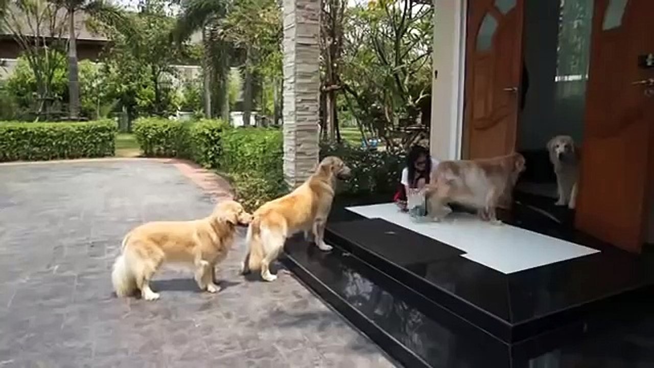 Quattro cani attendono pazienti davanti la porta, ecco perchè...