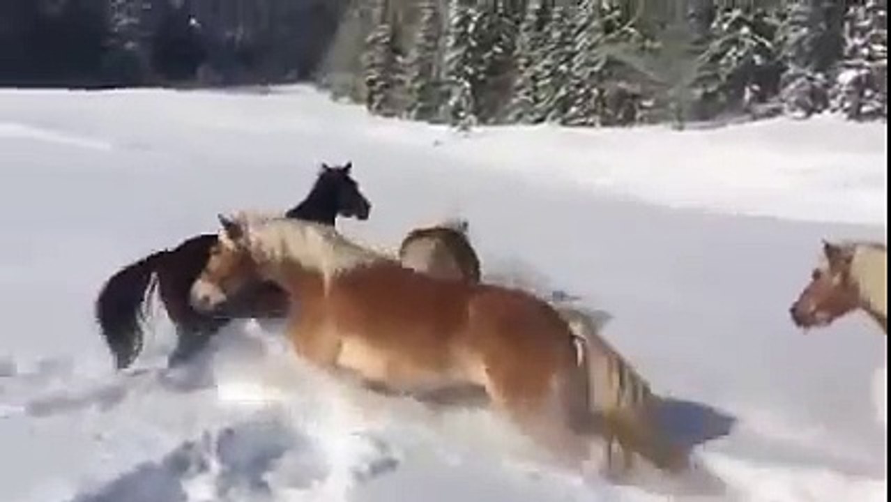 Tutta la dolcezza di questi cavalli che giocano felici sulla neve