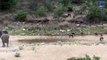 Elephants Chase Off Pack Of Dogs To Protect Calf
