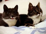Ces deux chats se parlent entre eux, c'est à mourir de rire .!