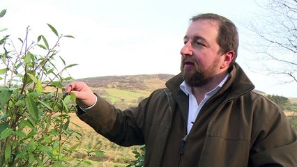 Ecosse: un thé d'exception aux pieds des Highlands