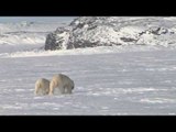 Polar Bear and Cub at Kuururjuaq Park