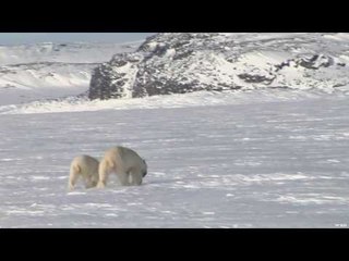 Polar Bear and Cub at Kuururjuaq Park