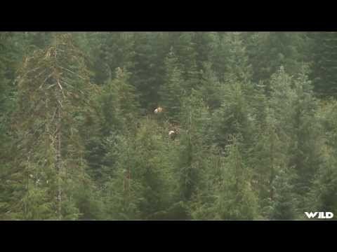 Hunting Roosevelt Elk in Washington