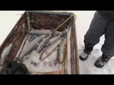 Ice Fishing for Arctic Char in Kuururjuaq National Park