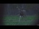 Whitetail Deer Hunting - 10 point White-tailed Deer