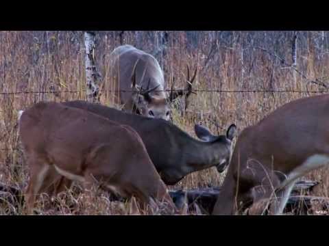 Giant Whitetail Deer Bow Hunting