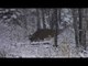 Hunting Whitetail Deer with Canadian Whitetail TV