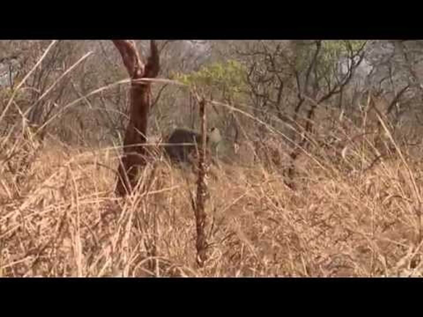 Hunting Elephant in Tanzania