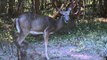 Hunting Whitetail Deer with Bow in Missouri