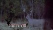 Hunting Whitetail Deer with Bow and Arrow