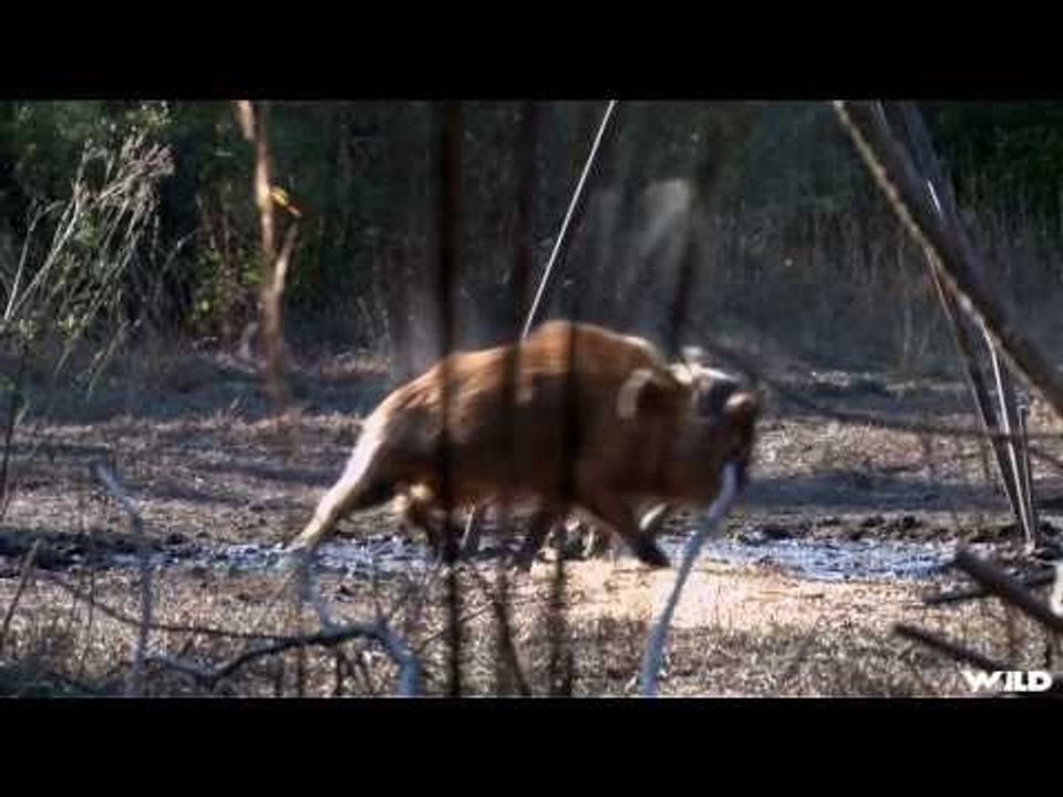 Hunting Wild Boar with Bow in Florida video Dailymotion