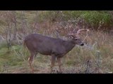 Canadian Family Hunting Whitetail Deer