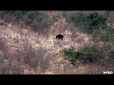 Hunting Black Bear at Long Range in Alaska