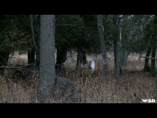 Whitetail Deer Hunting In Ontario