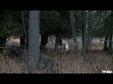 Whitetail Deer Hunting In Ontario