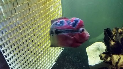 LUCKY FISH!! Perfact #26 On FlowerHorns Fore Head