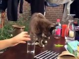 Cat Drinking Glass of Water - Revenge