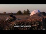 Hunting Snow Goose in Ontario Part 2