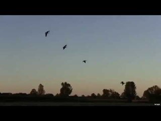 Hunting Canada Geese in Minnesota