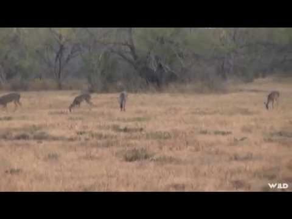 Whitetail Deer Family Hunt