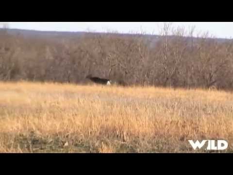 First Whitetail Deer Hunt