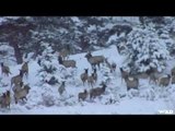 Hunting Late Season Elk in Montana