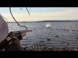 Mallard Duck Hunting Traps