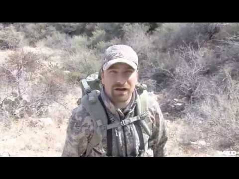 Hunting Javelina in Texas