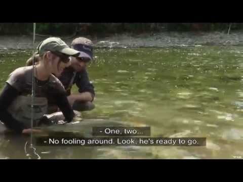 Fly Fishing for Pink Salmon on the Gaspe Peninsula