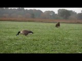 Hunting Canada Goose