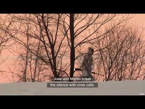 Hunting Crow in Quebec