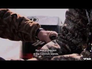 Hunting Mallard in Quebec