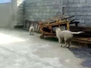 3 months Old Kurdish Kangals