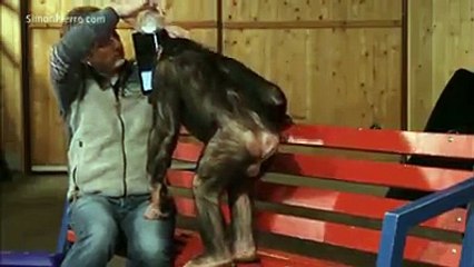 Il fait des tours de magie à un chimpanzé
