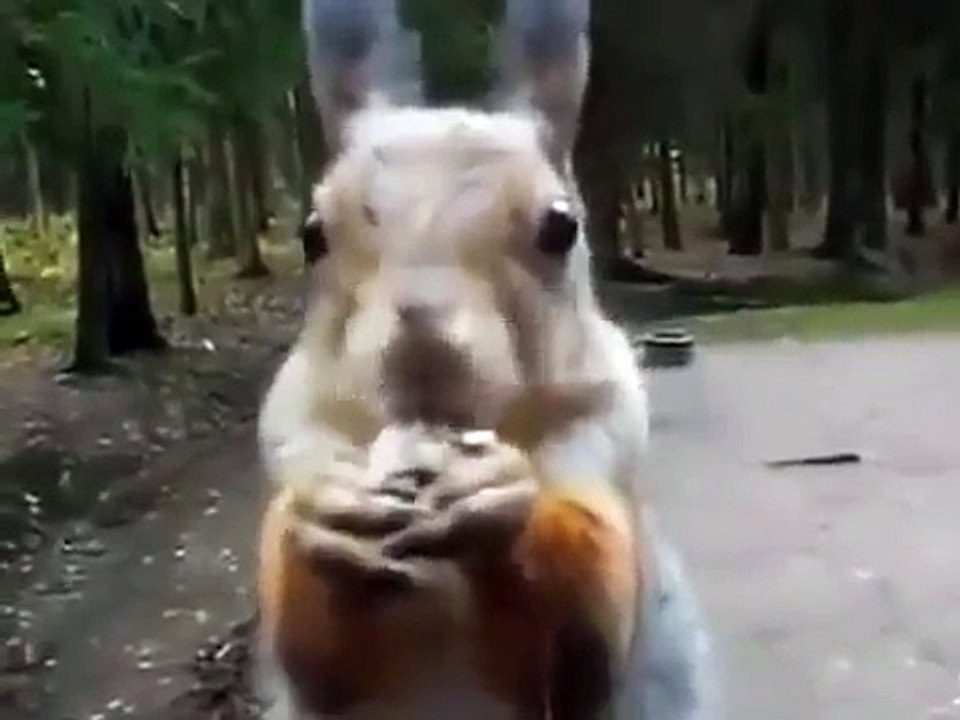 Squirrel Hand Feeding :) - Elle Sincap Besleme :)