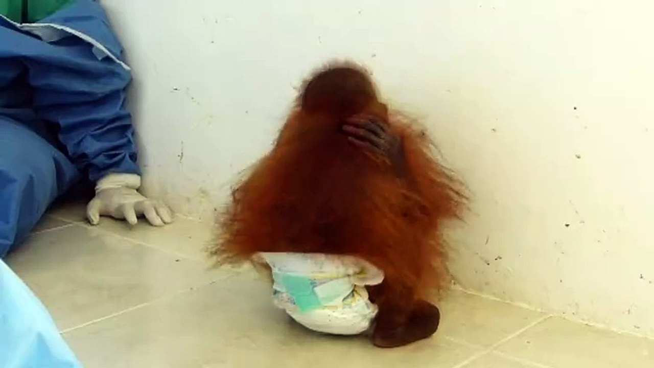 Bayi Orangutan ini Trauma Setelah Kehilangan Orangtuanya