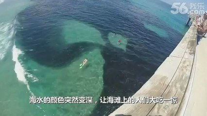 Mysterious Sea Creature Extraordinary Caught on Camera! 2014