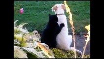 Funny Cats Compilation [Most See] Funny Cats Videos Ever