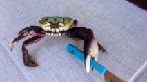 Le crabe d'Hitler porte un couteau. Parodie Hilarante