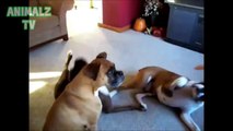 Funny Animals Playing Dead After Finger Shot - Adorable Pets Compilation - Funny Animals Channel