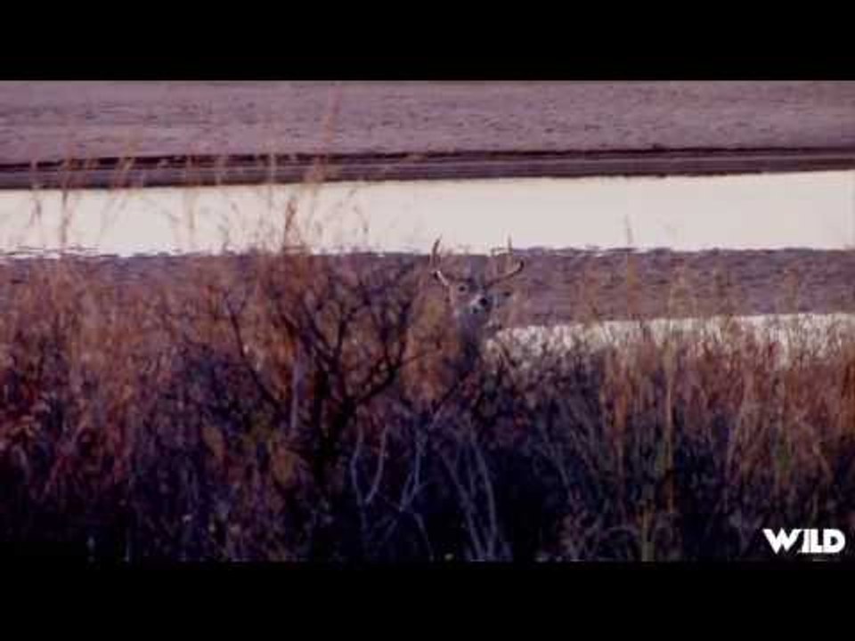 Hunting White-Tail Deer in New Mexico