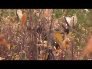 Moose Hunting in the Manitoba Bush Part 2