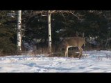 Hunting Whitetail Deer in Manitoba