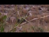 Hunting Mule Deer with Bow in Wyoming