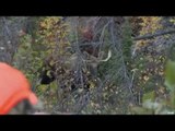 Hunting Moose in Northern Manitoba