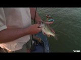Topwater Fishing for Largemouth Bass in New Mexico